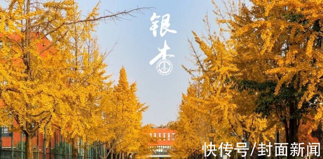 成都信息工程大学|多图警告｜数数川内高校到底承包了多少棵银杏树？