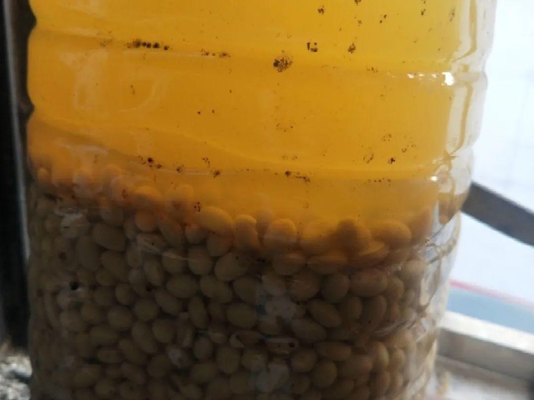 4种养花夺命水,秋天不要浇,一浇花就死!