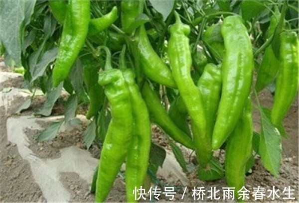 这几种菜的生长离不开农药，吃的时候要注意！