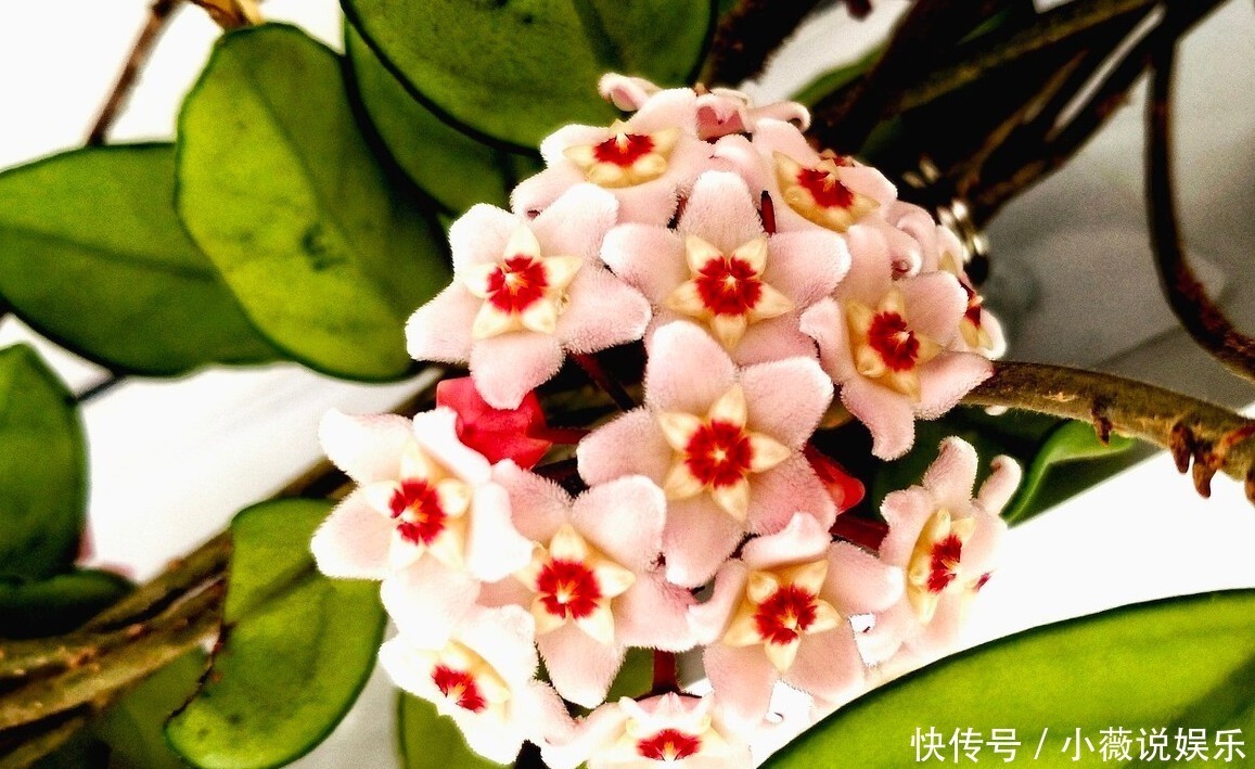 铁线莲|阳台别摆盆盆罐罐了，5种花草养一棵就能开满阳台，很省空间