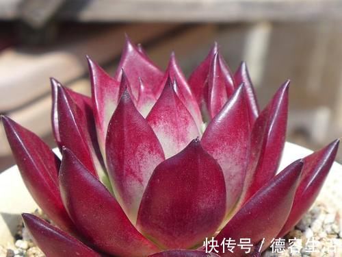 阳台|喜欢养多肉努力集齐这9个色系吧,放在阳台上色彩斑斓,非常好看