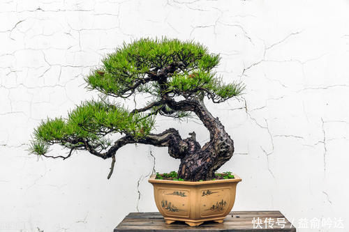 松柏类|刚入手的黑松如何养护?别急着上盆,开始很重要,做好3个措施,生长更旺盛