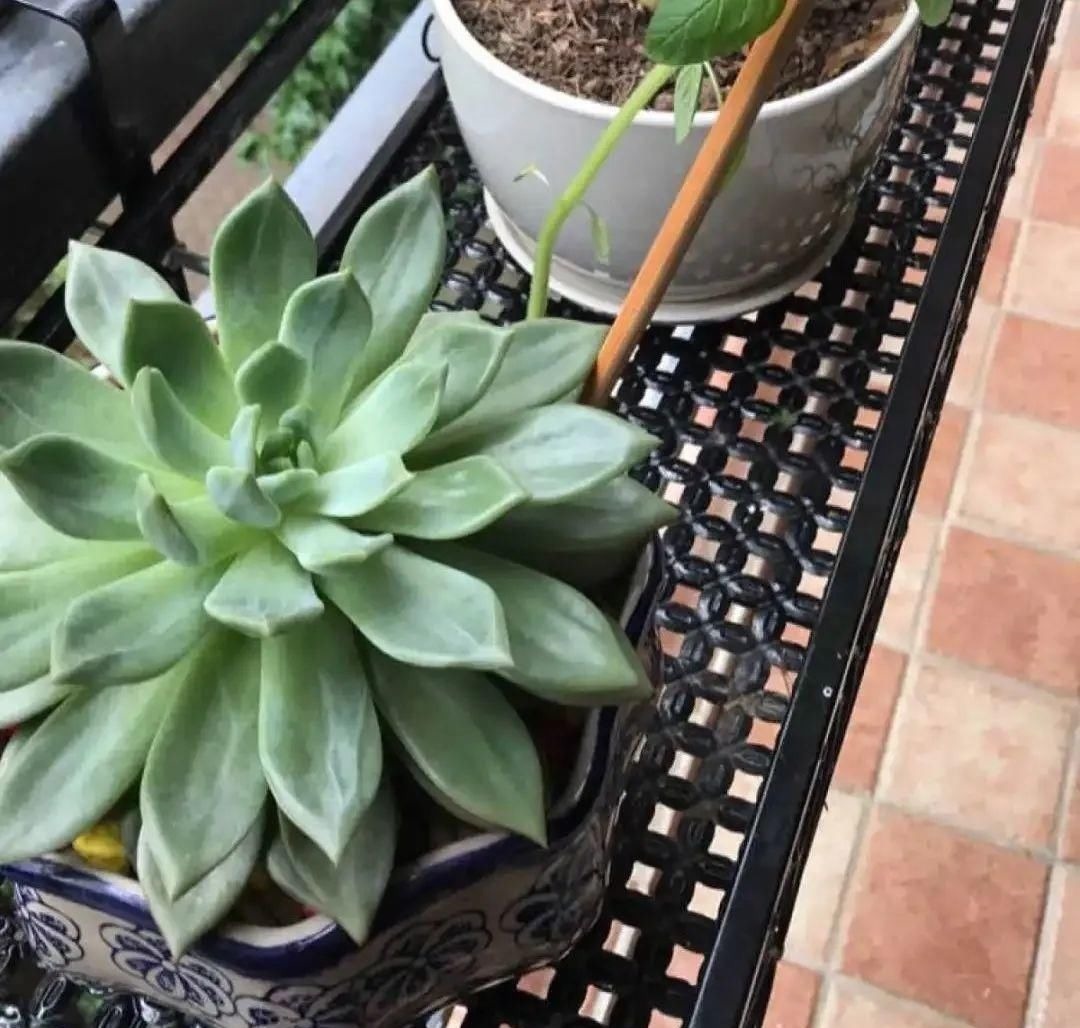 塑料瓶|旧筷子、老干妈瓶别扔,拿来养花效果好,省下一笔养花钱