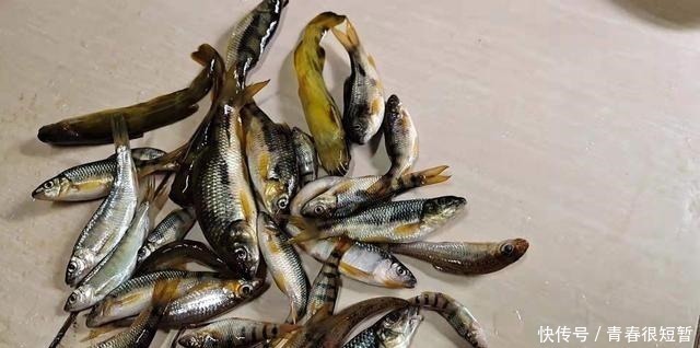 溪石斑,鱼体虽小价格昂贵,很多钓鱼人根本不懂如何垂钓!