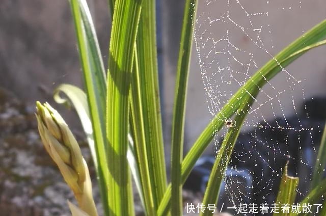用这种方法种兰花,基本上有死无活,新手万万要注意