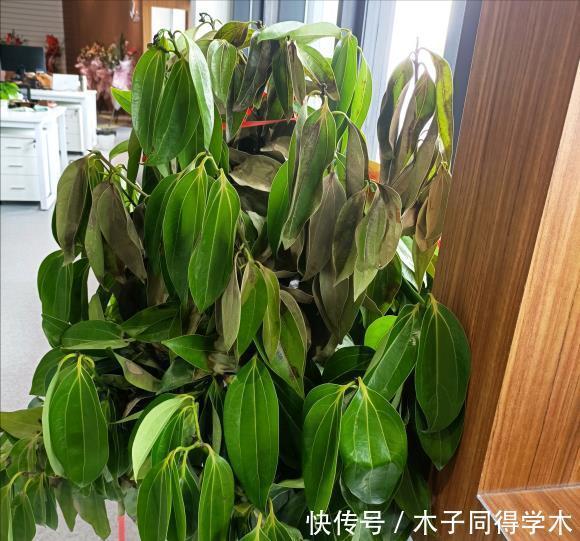 肥料|养花“杀手”的5个坏习惯,看你中了几个?怪不得你养不好花