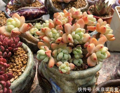 刚买回家的多肉,叶片发软像是快死了,掌握上盆技巧轻松长满盆!