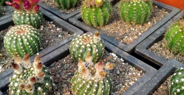 仙人球中的开花“战斗鸡”，5块钱一盆，四季开花不停，值的拥有