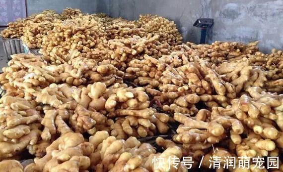 妙招|生姜放久了总是坏?教你3个小妙招,放半年不干瘪不腐烂