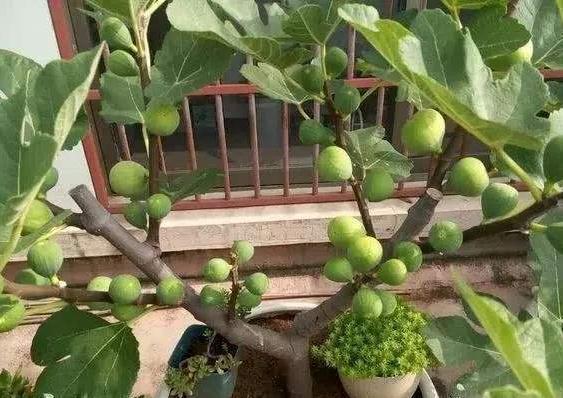 想要扦插无花果，此“4个技巧”让成活率翻倍，花友们都知道吗