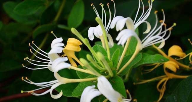 金枝玉叶|命里“多金”的5种花,寓意好又贵气,家里养一盆,带来好运气