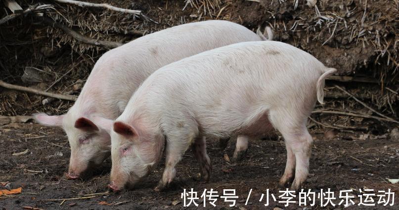 猪感冒|如何鉴别猪流感与猪感冒,他们的区别在哪里,养殖户们分得清吗