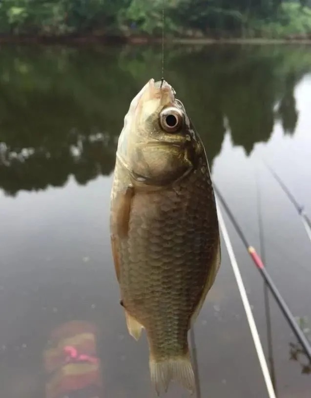 鱼口|鱼口轻要怎么放大信号?把这4个细节改改,包你一个顿口一条鱼