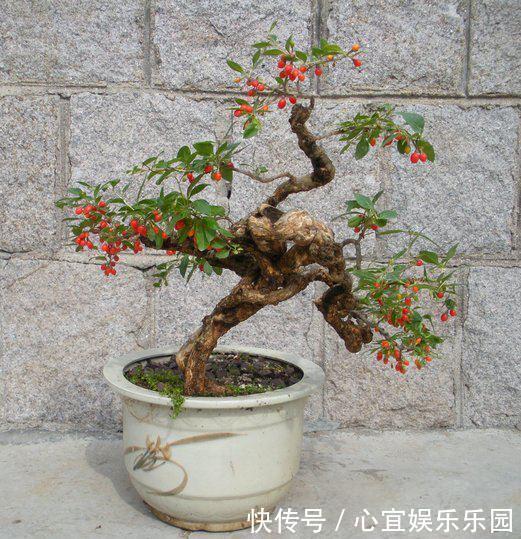 枸杞|没钱买花,野外去挖,插个枝就活,一年变昂贵的盆景,挂满红果果