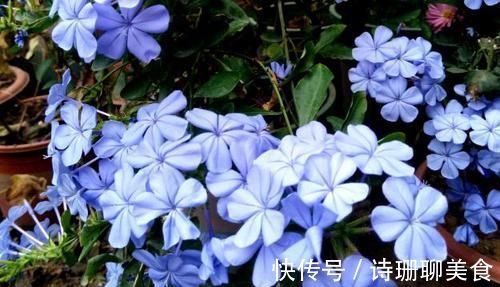 冬天，想要保花草“0伤亡”，不能光凭搬入室内，还得做到这些