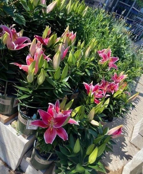 客厅养花,这6种“香香花”,花香浓郁,养在客厅衣服都带香味