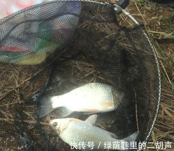 钓鱼人|天冷了,别执着用短竿了,长竿才钓的大,钓的多