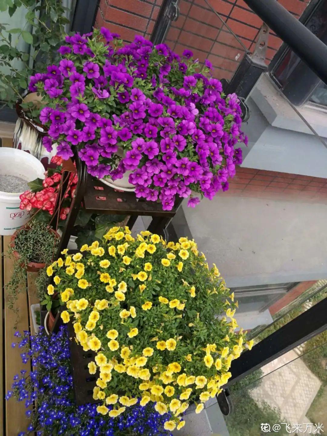 蓝目菊|蓝雪花妥妥的开花机器，花量大、花期长，让人不得不爱