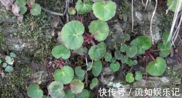 止咳|农村这种野草,止咳效果非常的好,你要是看到了可以带回家哟