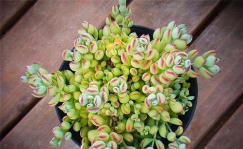 5种漂亮多肉，好看又好养，上色美长满盆，值得拥有！