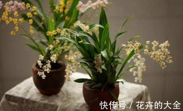 5种“漂亮花”，冬天也开花，趁着现在种，便宜好养活