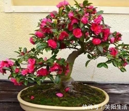 叶子|超漂亮的4种花,浇点水就狂开花,开成花海美极了