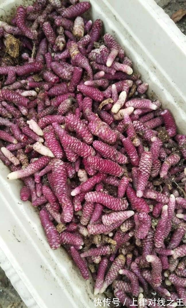 长筒花是“室内花量王者”,没光也能开爆盆,阳台党福音