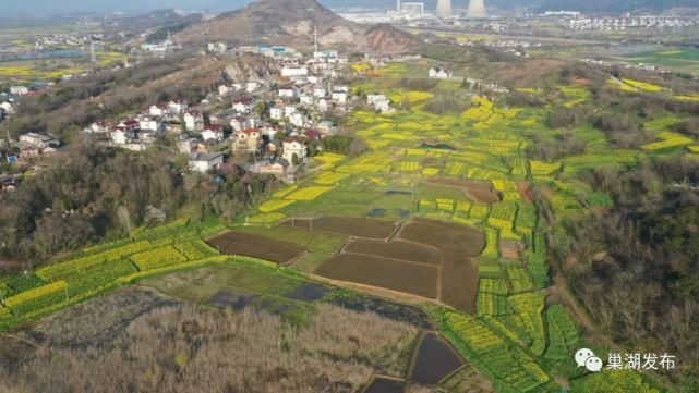 《行遍合肥》巢湖油菜花海已上线！遍地金黄！