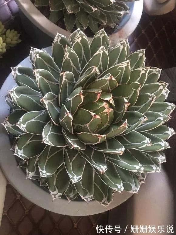 3种“丑花”,长得不怎么样,却能旺运镇宅,关键还好养