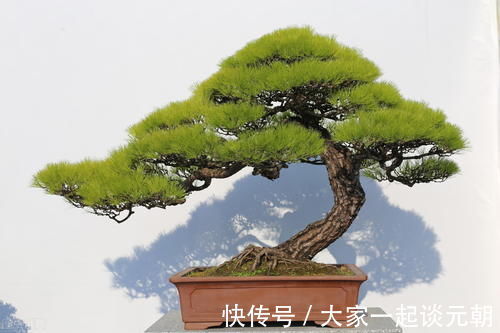 松柏类|松柏盆景是盆景界的长寿树,教你日常养护的要求和技巧,长势旺盛