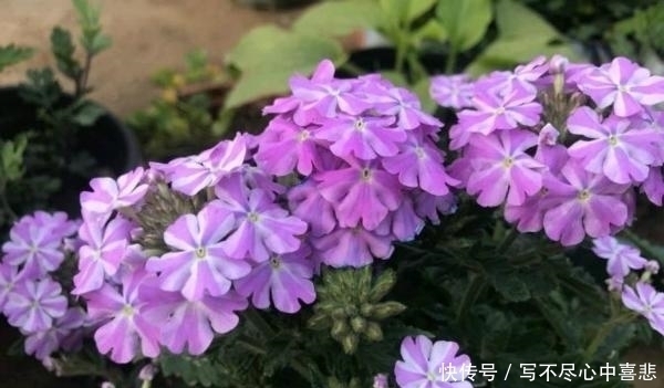 路边看见1种花，扯根枝条带回家，遇水就生根，盆栽特漂亮