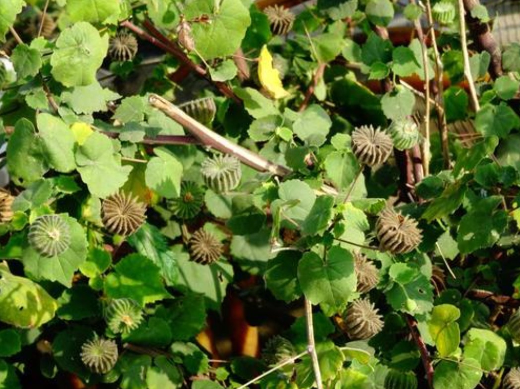 中药|不起眼的野草,现在竟是中药中的宝贝,为了健康了解一下