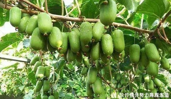 枝条|多种树木都想富!「三种树」随手掰一枝,插土生根,来年可以结果