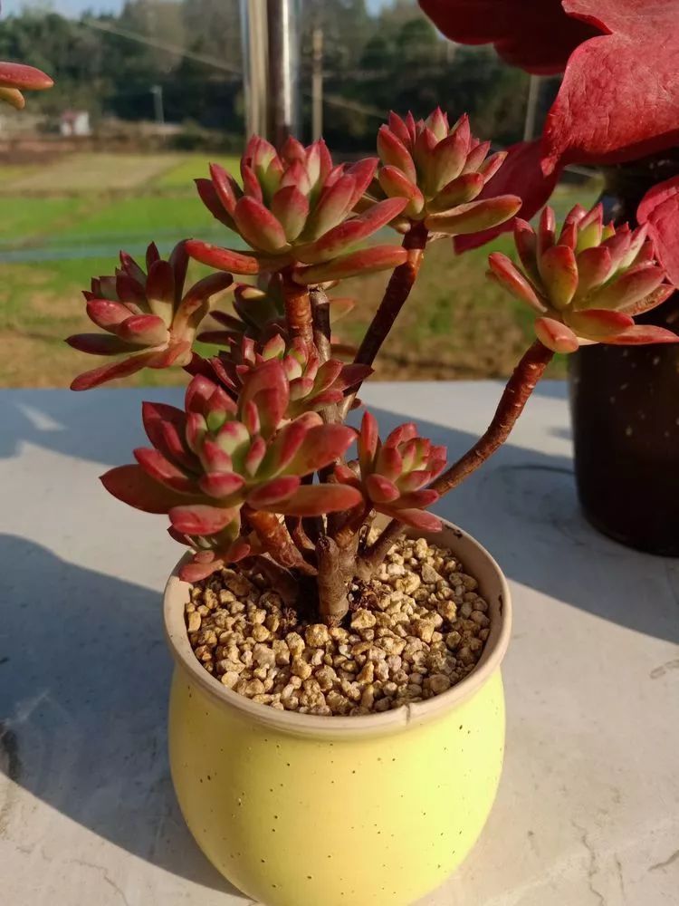 养多肉一年来的点点滴滴,一直在路上,一直惊喜不断!
