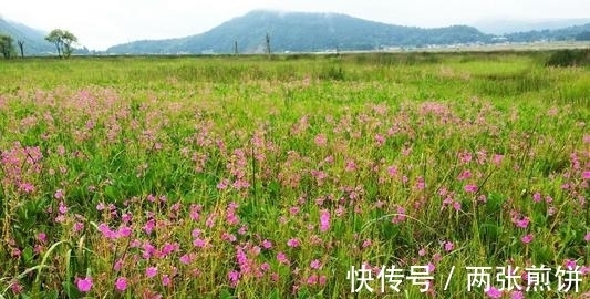 栽种|俗称“指甲花”，能染指甲能防蛇，却是“蛇蝎美人”，栽种要小心