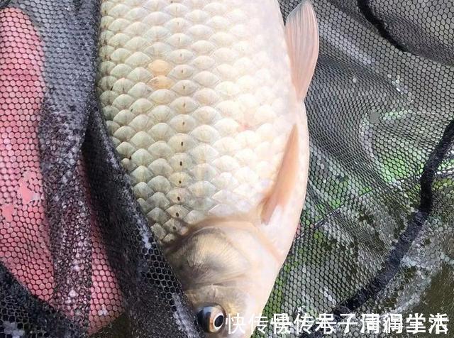 野钓|野钓走水老是“阴漂”怎么办？老钓友告诉你哪种的浮漂最好用