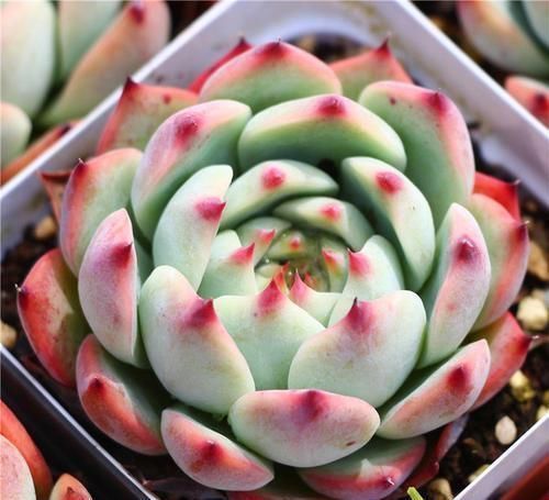 桃蛋|封闭小阳台,也能养多肉,摆上这几种,上色快易爆盆