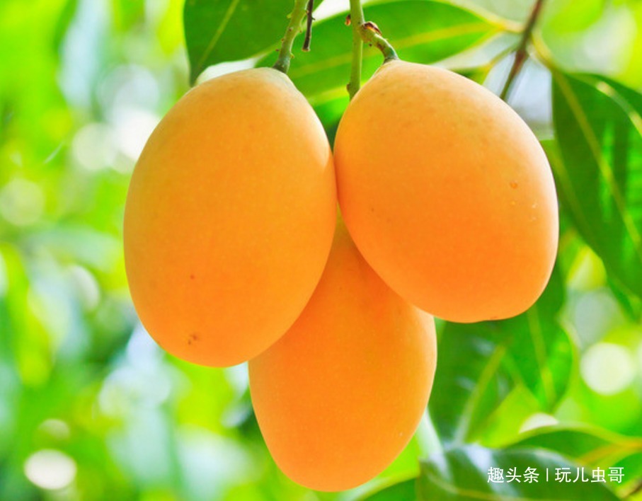 干旱|芒果香甜可口，杀菌润肤，掌握三点，种出优质美味反季节芒果来！