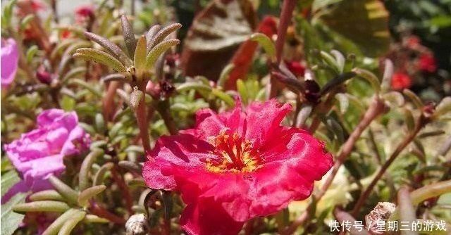 如果连这几种花都能养死,以后就不要养花了