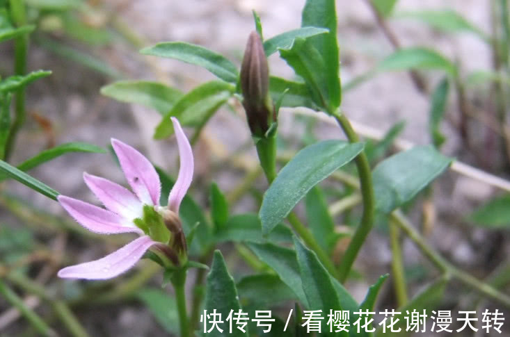 一种野草花开像“莲花”，它好看还是好药材，只是如今少见很稀罕