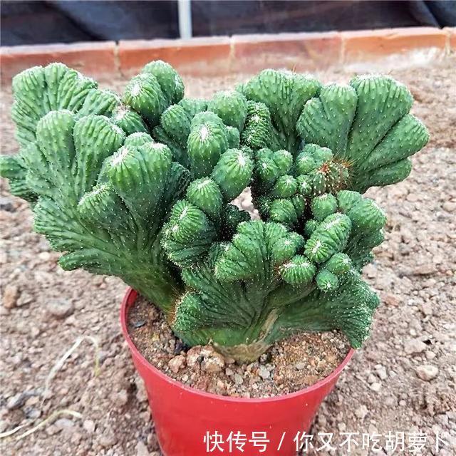 卧室养花就选这八种,安神又助眠,卧室摆几盆,一夜好梦睡得香