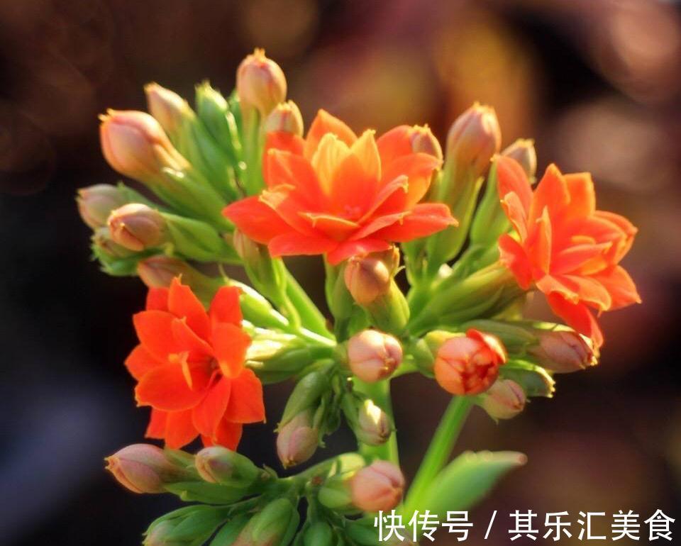 有3种花，花开满室很好打理，名字很吉祥喜庆能净化空气