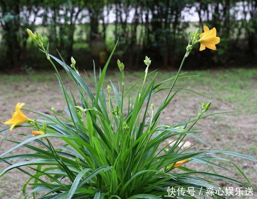 砰砰返青油亮亮|家里吊兰干尖黄叶,用这4招来改善,砰砰返青油亮亮