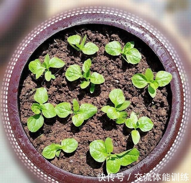 把菜种自家墙上,多得吃不完,太震撼!