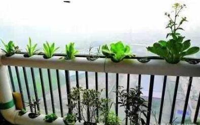 接婆婆来城里住，闲不住在阳台种菜，结果一年蔬菜都不用买了