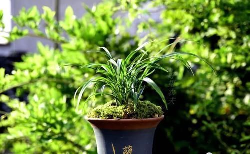 植料|兰花多久换一次土?3个原因是关键,壮苗促蕾在于勤