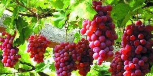 食物|秋天都想年轻一点,不妨吃的食物,延缓衰老,美容养颜,谁吃谁好