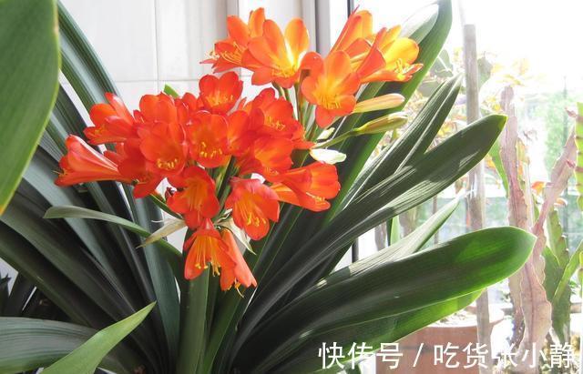 5种漂亮花，天冷多晒晒，越晒长得越健壮，花开得又多又大