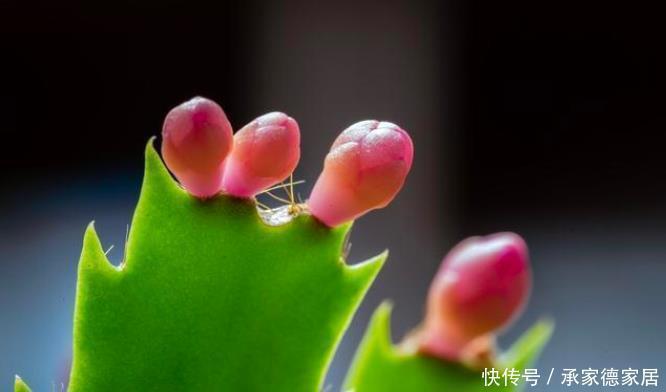 花苞|蟹爪兰开花期间,做好3个掐,开花多,复花快