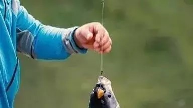 垂钓选择鱼线,这里面的学问,钓鱼人一般不会告诉你!